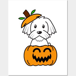 Funny white dog is in a pumpkin Posters and Art